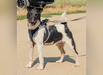 Bolt, der kleine Foxterrier-Mix mit Pfeffer im Hintern