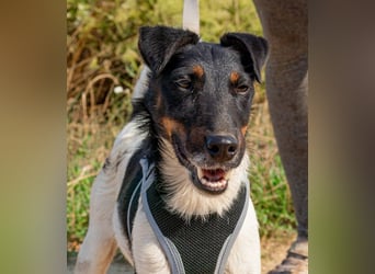 Bolt, der kleine Foxterrier-Mix mit Pfeffer im Hintern