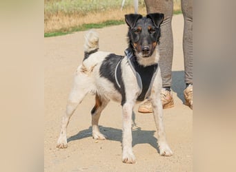 Bolt, der kleine Foxterrier-Mix mit Pfeffer im Hintern