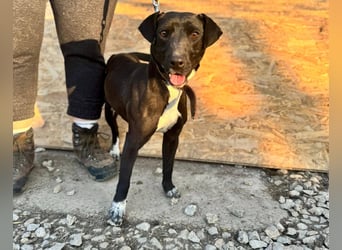 SUKI ca. 18 mon. agile, sportliche Terrier- Mischlingshündin