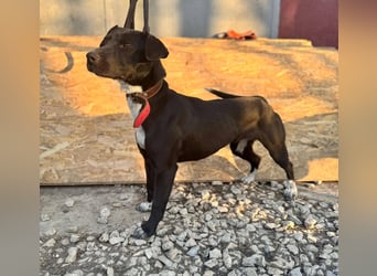 SUKI ca. 18 mon. agile, sportliche Terrier- Mischlingshündin