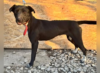 SUKI ca. 18 mon. agile, sportliche Terrier- Mischlingshündin