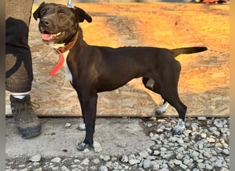 SUKI ca. 18 mon. agile, sportliche Terrier- Mischlingshündin