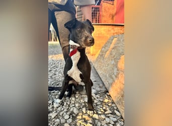 SUKI ca. 18 mon. agile, sportliche Terrier- Mischlingshündin