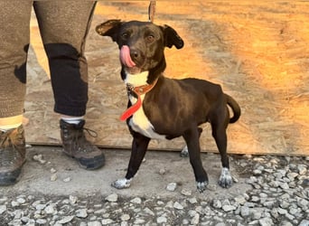 SUKI ca. 18 mon. agile, sportliche Terrier- Mischlingshündin