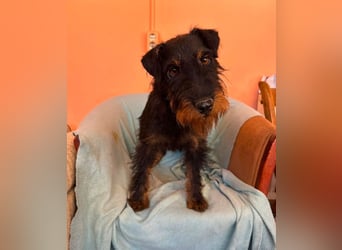 Otis - witziger Kerl sucht Zuhause!