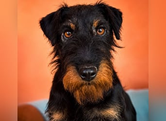 Otis - witziger Kerl sucht Zuhause!