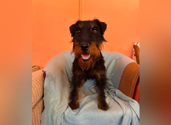 Otis - witziger Kerl sucht Zuhause!
