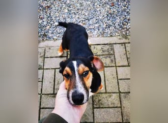 Lolka, Foxterriermischling, geb. 2025, su. sportl. Besitzer