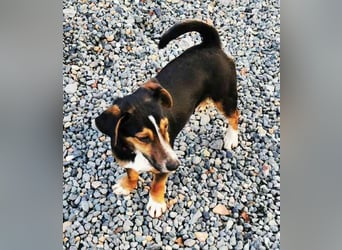 Lolka, Foxterriermischling, geb. 2025, su. sportl. Besitzer