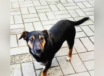 Bolka, Foxterriermischling, geb. 2025, sucht aktives Zuhause