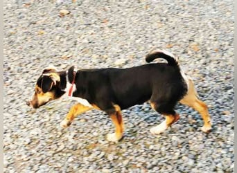 Lolka, Foxterriermischling, geb. 2025, su. sportl. Besitzer