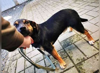 Bolka, Foxterriermischling, geb. 2025, sucht aktives Zuhause