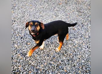 Bolka, Foxterriermischling, geb. 2025, sucht aktives Zuhause