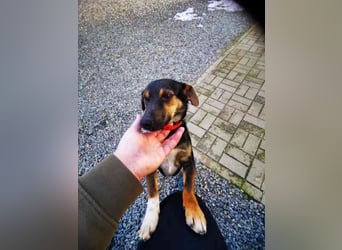 Bolka, Foxterriermischling, geb. 2025, sucht aktives Zuhause