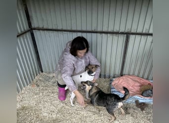 Dodo, süße Hundemama freut sich auf aktive Familie