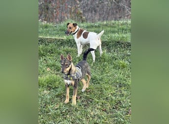 Dodo, süße Hundemama freut sich auf aktive Familie