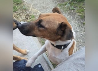 Dodo, süße Hundemama freut sich auf aktive Familie