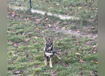 Dodi, kleiner Süssling sucht…..