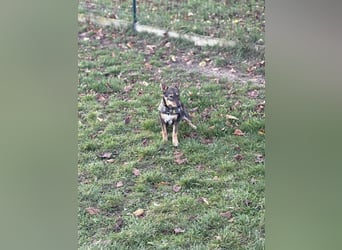 Dodi, kleiner Süssling sucht…..