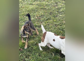 Dodo, süße Hundemama freut sich auf aktive Familie