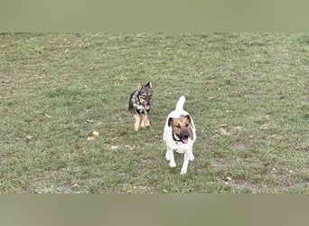 Dodi, kleiner Süssling sucht…..