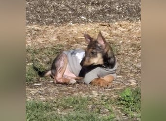 Dodi, kleiner Süssling sucht…..