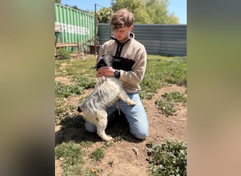 Presley, aktiv und neugierig auf das Leben