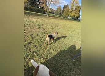 Dodi, kleiner Süssling sucht…..