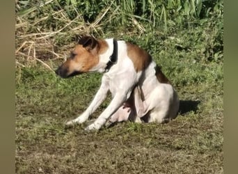 Dodo, süße Hundemama freut sich auf aktive Familie