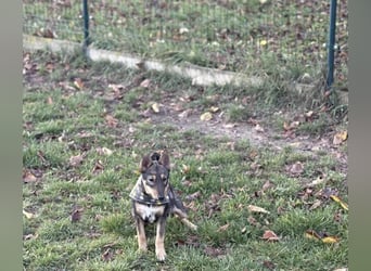 Dodi, kleiner Süssling sucht…..