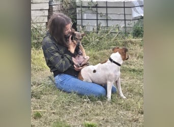 Dodi, kleiner Süssling sucht…..