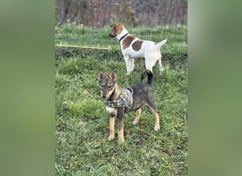 Dodi, kleiner Süssling sucht…..