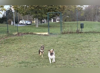 Dodi, kleiner Süssling sucht…..