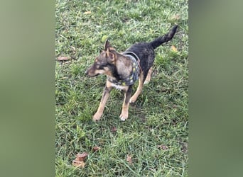 Dodi, kleiner Süssling sucht…..