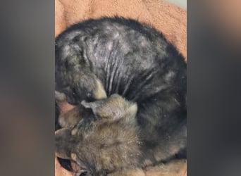 Dodi, kleiner Süssling sucht…..