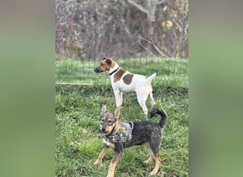 Dodi, kleiner Süssling sucht…..