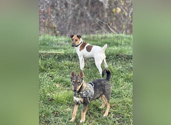 Dodi, kleiner Süssling sucht…..