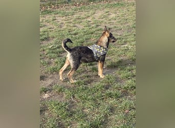 Dodi, kleiner Süssling sucht…..