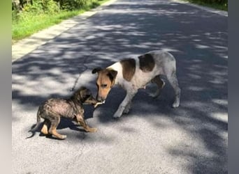 Dodi, kleiner Süssling sucht…..