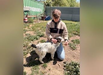 Presley, aktiv und neugierig auf das Leben