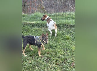 Dodi, kleiner Süssling sucht…..