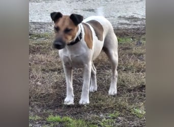 Dodi, kleiner Süssling sucht…..