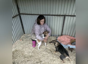 Dodi, kleiner Süssling sucht…..