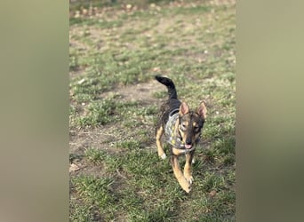 Dodi, kleiner Süssling sucht…..