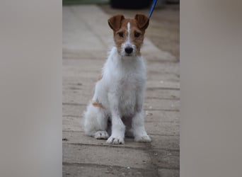 Filou - ein ausgesprochen freundlicher, junger und verschmuster Rüde