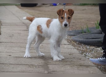 Filou - ein ausgesprochen freundlicher, junger und verschmuster Rüde