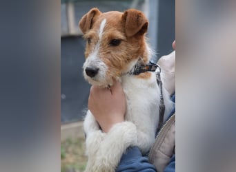 Filou - ein ausgesprochen freundlicher, junger und verschmuster Rüde