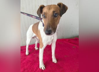 ❤️❤️❤️  liebenswerter Foxi-Bub MILO - 3,5 Jahre, 38cm/8kg - Glatthaar-Foxterrier