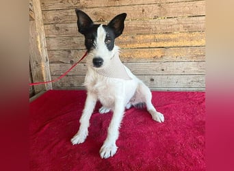 lebenslustiger JERRY - 1,5 Jahre, 40cm/10kg - Foxterrier-Mix